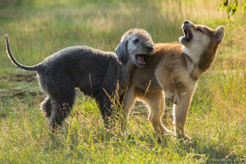 2014-07-17 Cherry & Friends-8038.jpg